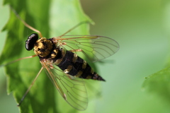 Chrysopilus ornatus