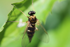 Chrysopilus ornatus