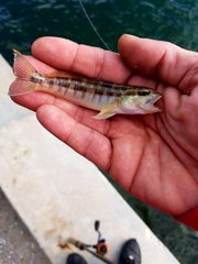 Diplectrum bivittatum