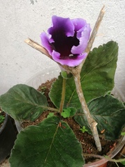 Magnoliopsida