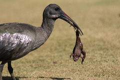 Hadada Ibis photo 4