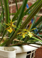 Encyclia nematocaulon