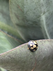 Epilachna mexicana