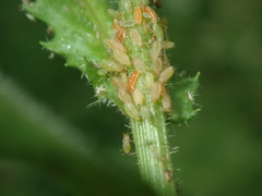 Aphidoletes aphidimyza
