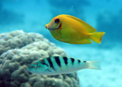 Acanthurus pyroferus