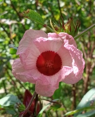 Hibiscus