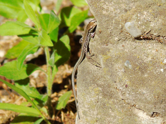 Podarcis muralis