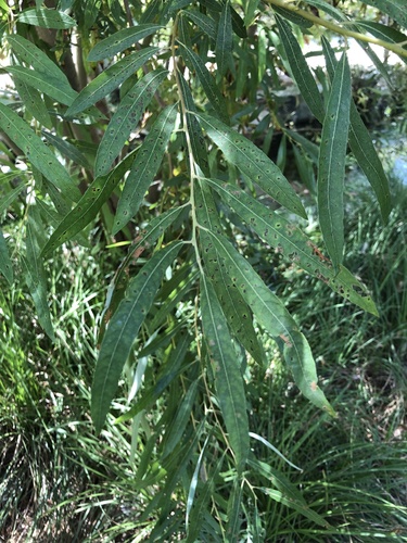 photo of Goodding's Willow (Salix gooddingii)