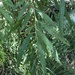 photo of Goodding's Willow (Salix gooddingii)