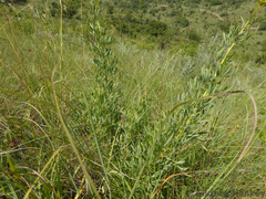 Heteromorpha involucrata