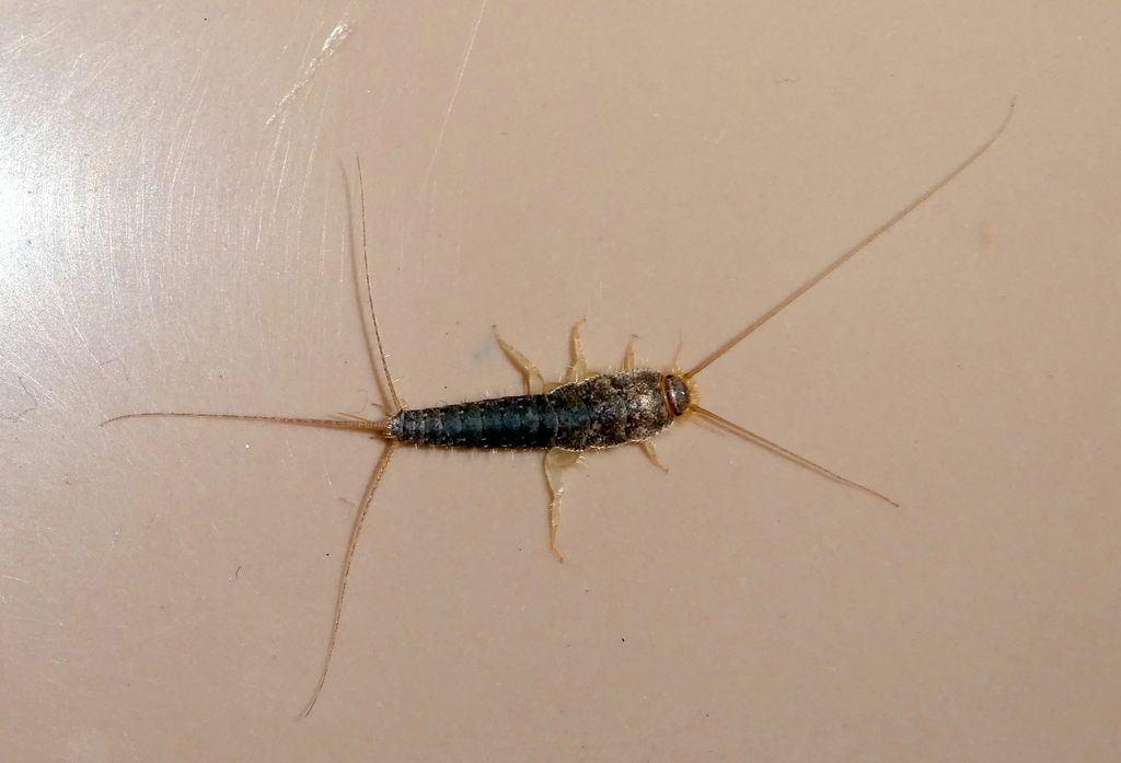 Long-tailed Silverfish from 3925 Scherpenzeel, Nederland on July 09 ...