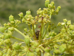 Heteromorpha involucrata