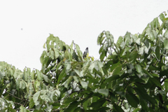 Heterospingus rubrifrons