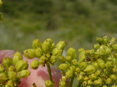 Heteromorpha involucrata