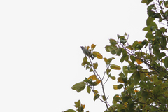 Heterospingus rubrifrons