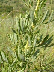 Heteromorpha involucrata