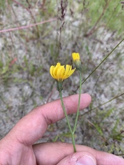 Crepis nigrescens