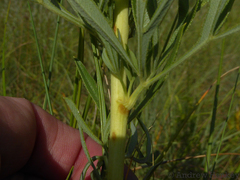 Heteromorpha involucrata
