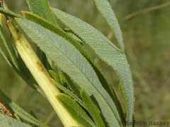 Heteromorpha involucrata