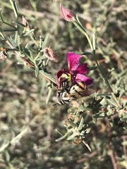 Copestylum fornax