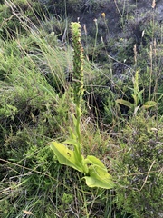 Platanthera micrantha