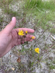 Crepis nigrescens