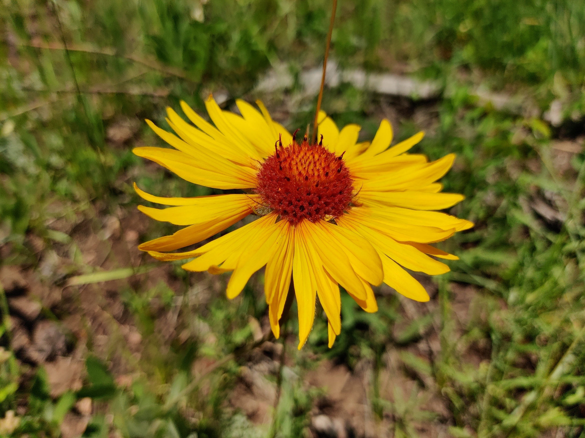 Gaillardia pinnatifida