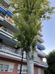 Populus alba