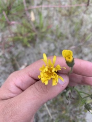 Crepis nigrescens