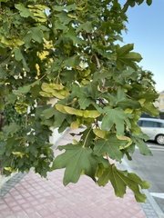 Acer campestre