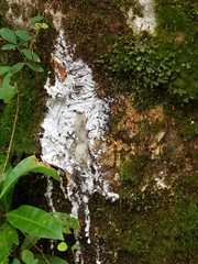 Dacryodes excelsa