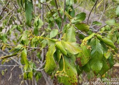 Guettarda angelica