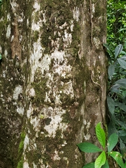 Dacryodes excelsa