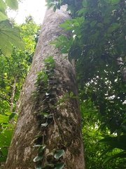 Dacryodes excelsa