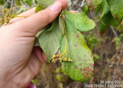 Guettarda angelica
