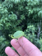 Amblycorypha parvipennis
