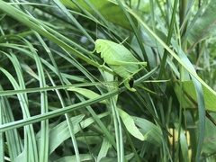 Amblycorypha parvipennis