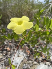 Angadenia berteroi