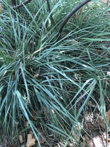 photo of Giant Wild Rye (Leymus condensatus)