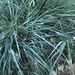 photo of Giant Wild Rye (Leymus condensatus)