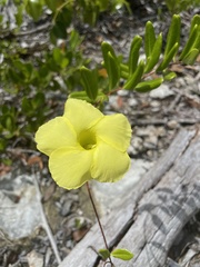 Angadenia berteroi