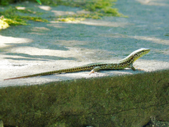 Podarcis muralis