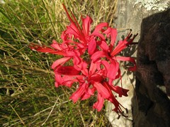 Nerine sarniensis