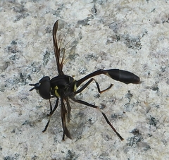 Salpingogaster