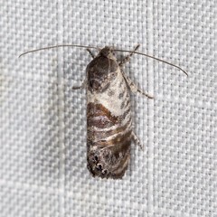 Eupselia carpocapsella