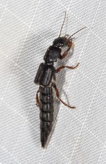 Pinophilus