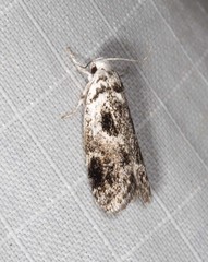 Lichenaula choriodes