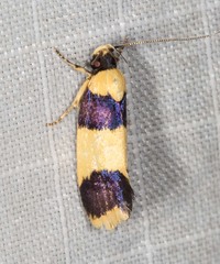 Telecrates laetiorella