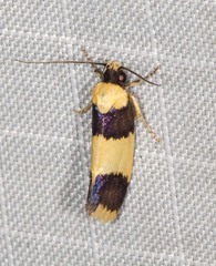 Telecrates laetiorella