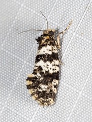 Ardiosteres moretonella